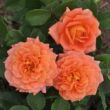 Rosa 'Orange™' - narancssárga - teahibrid rózsa