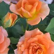 Kép 3/3 - Rosa 'Orange™' - narancssárga - teahibrid rózsa