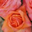 Rosa 'Peach™' - narancssárga - teahibrid rózsa
