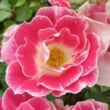 Rosa 'Picotee™' - rózsaszín - fehér - teahibrid rózsa