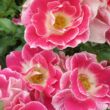 Rosa 'Picotee™' - rózsaszín - fehér - teahibrid rózsa