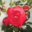 Rosa 'Illusion®' - új termék - climber, futó rózsa