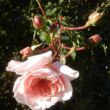 Rosa 'Mel's Heritage®' - új termék - climber, futó rózsa