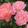 Rosa 'Paul Shirville' - ,- - teahibrid rózsa