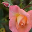 Rosa 'Paul Shirville' - ,- - teahibrid rózsa