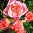 Rosa 'Pride of Tryon®' - új termék - talajtakaró rózsa