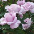 Rosa 'Absolutely Fabulous' - sárga - virágágyi floribunda rózsa