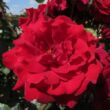 Rosa 'Le Rouge et le Noir®' - vörös - teahibrid rózsa