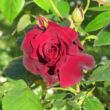 Rosa 'Le Rouge et le Noir®' - vörös - teahibrid rózsa