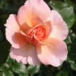 Rosa 'Reconciliation®' - rózsaszín - teahibrid rózsa