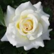 Rosa 'True Love®' - fehér - teahibrid rózsa