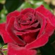 Rosa 'Velvet Fragrance®' - vörös - teahibrid rózsa