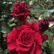 Rosa 'Velvet Fragrance®' - vörös - teahibrid rózsa