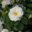 Rosa 'Katharina Zeimet®' - fehér - virágágyi polianta rózsa
