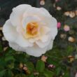 Rosa 'Pearl Abundance®' - rózsaszín - virágágyi floribunda rózsa