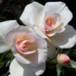 Rosa 'Pearl Abundance®' - rózsaszín - virágágyi floribunda rózsa