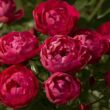Rosa 'Morsdag®' - vörös - virágágyi polianta rózsa