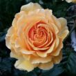 Rosa 'Sweet Dream®' - narancssárga - törpe - mini rózsa