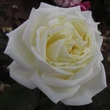 Kép 1/3 - Rosa 'White Diamond®' - fehér - virágágyi floribunda rózsa