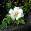 Kép 2/3 - Rosa 'White Diamond®' - fehér - virágágyi floribunda rózsa