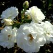 Rosa 'White Diamond®' - fehér - virágágyi floribunda rózsa
