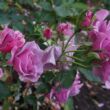 Rosa 'Blueberry Hill®' - lila - virágágyi grandiflora - floribunda rózsa