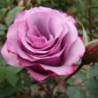 Rosa 'Dioressence®' - lila - virágágyi floribunda rózsa