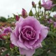 Rosa 'Harry Edland®' - lila - virágágyi floribunda rózsa
