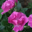 Kép 2/3 - Rosa 'The Oddfellows Rose®' - rózsaszín - virágágyi floribunda rózsa