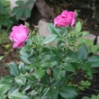 Kép 3/3 - Rosa 'The Oddfellows Rose®' - rózsaszín - virágágyi floribunda rózsa