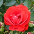 Kép 2/3 - Rosa 'Tojo®' - vörös - virágágyi floribunda rózsa
