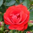 Rosa 'Tojo®' - vörös - virágágyi floribunda rózsa