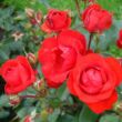 Rosa 'Tojo®' - vörös - virágágyi floribunda rózsa