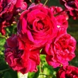 Kép 2/3 - Rosa 'Katie's Rose®' - vörös - virágágyi floribunda rózsa