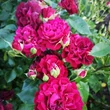 Kép 3/3 - Rosa 'Katie's Rose®' - vörös - virágágyi floribunda rózsa