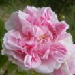 Rosa 'Quatre Saisons®' - rózsaszín - történelmi - damaszkuszi rózsa