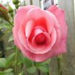 Rosa 'Tanklewi®' - rózsaszín - climber, futó rózsa
