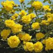 Rosa 'Dune®' - sárga - climber, futó rózsa