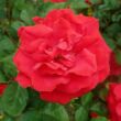 Kép 1/3 - Rosa 'Gruss an Heidelberg®' - vörös - climber, futó rózsa