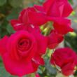 Kép 2/3 - Rosa 'Gruss an Heidelberg®' - vörös - climber, futó rózsa