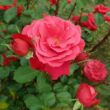 Kép 3/3 - Rosa 'Gruss an Heidelberg®' - vörös - climber, futó rózsa
