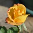 Rosa 'Golden Medal®' - sárga - teahibrid rózsa