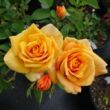 Rosa 'Rémy Martin®' - narancssárga - teahibrid rózsa