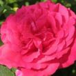 Rosa 'Fragrant Love®' - rózsaszín - teahibrid rózsa