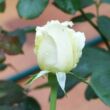 Rosa 'Letizia®' - fehér - teahibrid rózsa