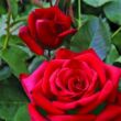 Rosa 'Valentino®' - vörös - teahibrid rózsa
