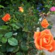 Rosa 'Wildfire®' - narancssárga - teahibrid rózsa