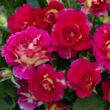Rosa 'Barire®' - rózsaszín - sárga - virágágyi floribunda rózsa