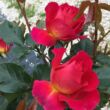 Rosa 'Barire®' - rózsaszín - sárga - virágágyi floribunda rózsa
