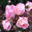 Rosa 'Lake Como®' - sárga - rózsaszín - virágágyi floribunda rózsa